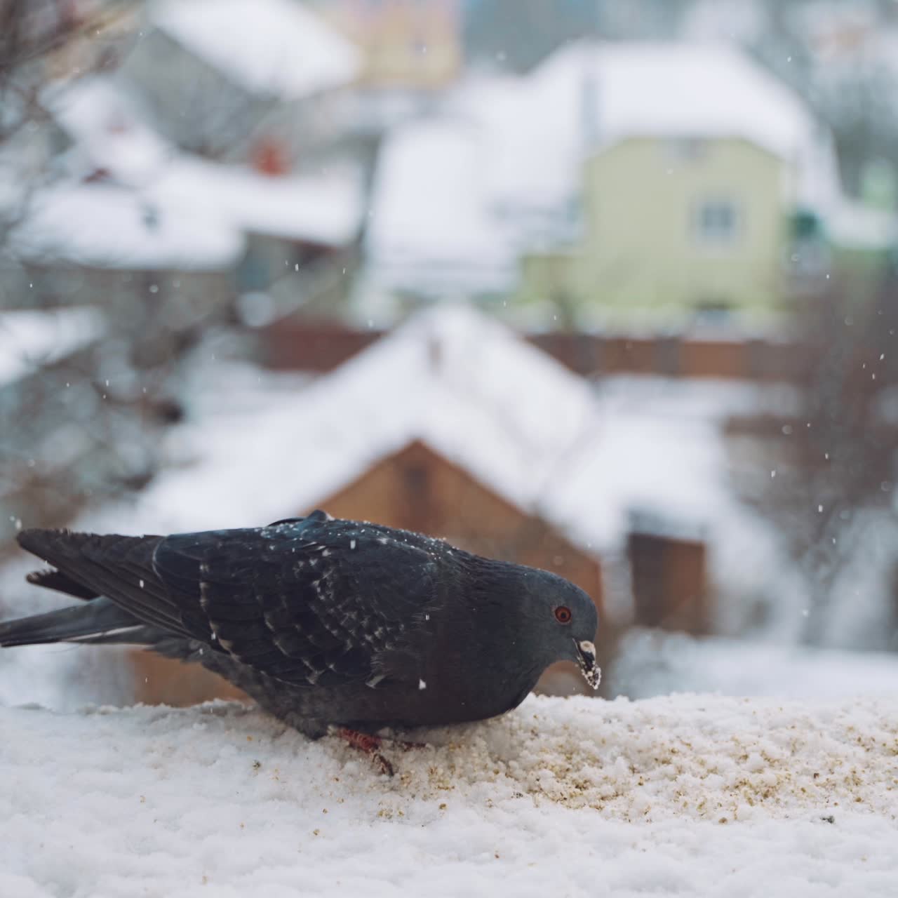 Pigeons feeding on seeds in winter. Birds on the streets of the city.