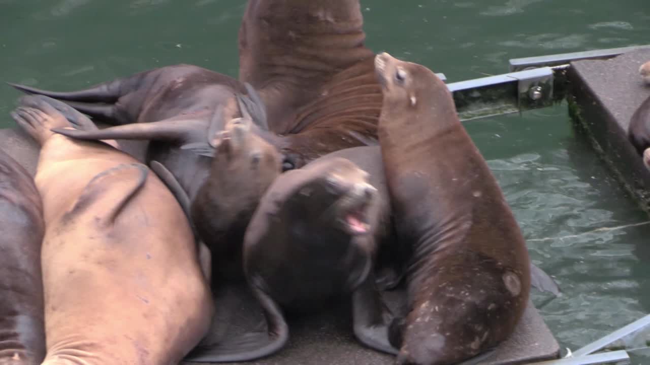 海獅在碼頭的休息室