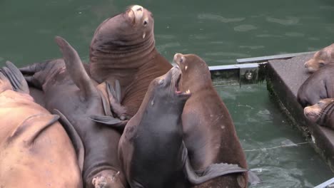 Sea-lions-lounge-on-a-dock