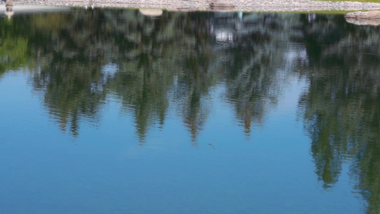 Trees reflecting in the water