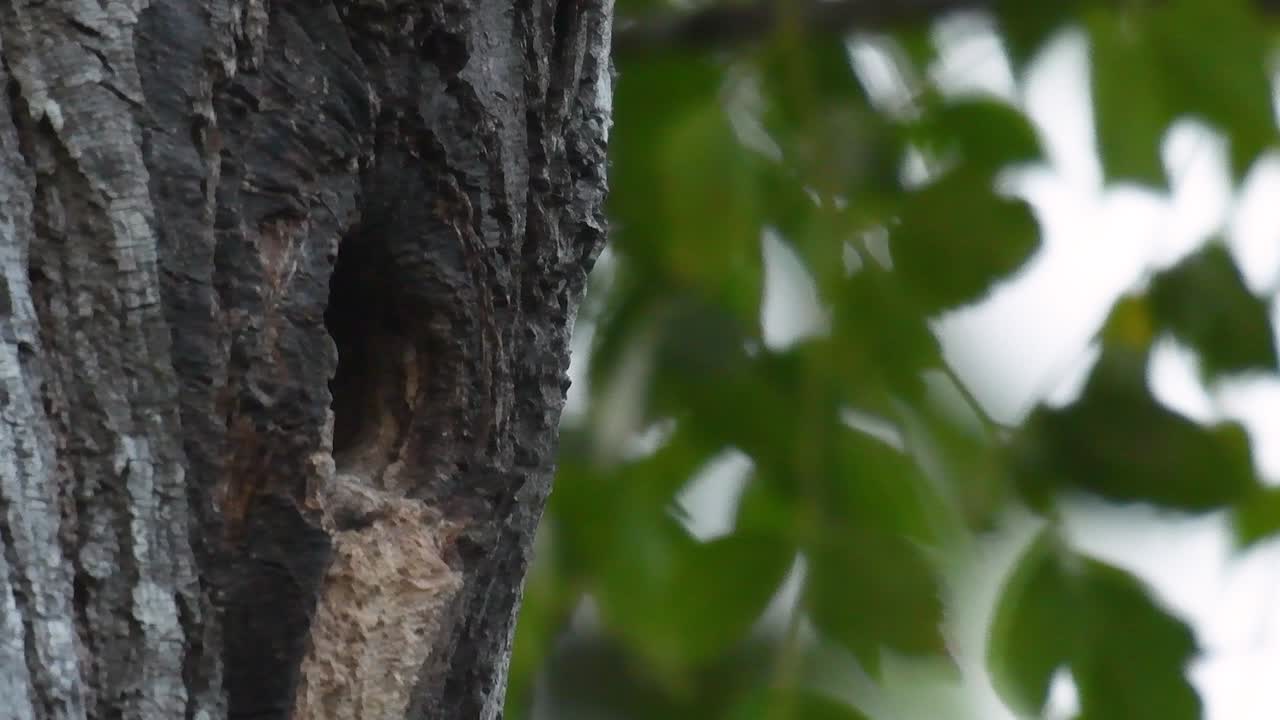 el falconet de muslo negro es una de las aves rapaces más pequeñas que se encuentran en los bosques de algunos países de asia
