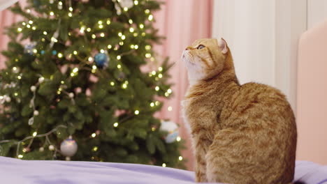 ginger gato mirando el árbol de navidad en un dormitorio acogedor