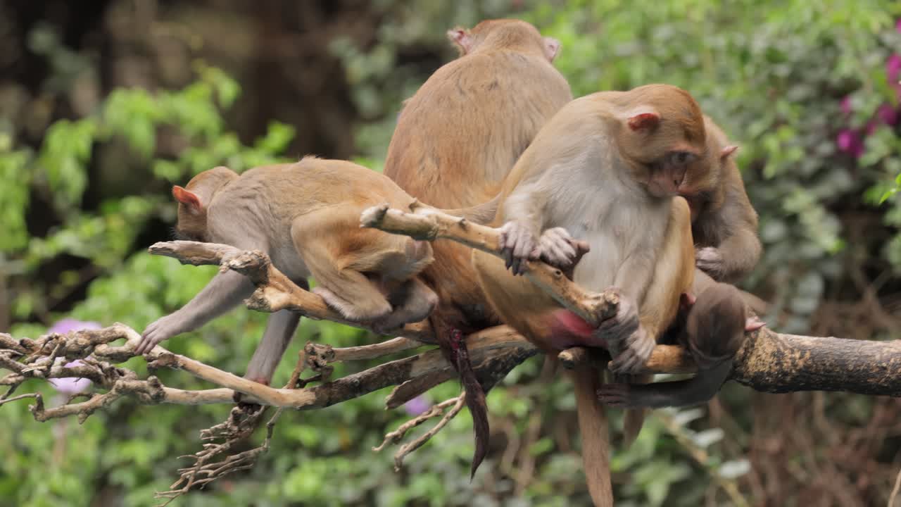 los macacos constituyen un género (macaca) de monos gregarios. los macacos se encuentran en una variedad de hábitats en todo el continente asiático y son altamente adaptables.