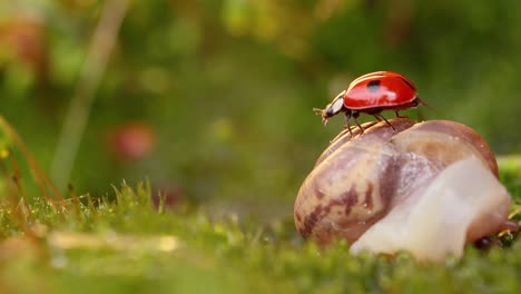 close-up wildlife of a snail and ladybug in the sunset sunlight.