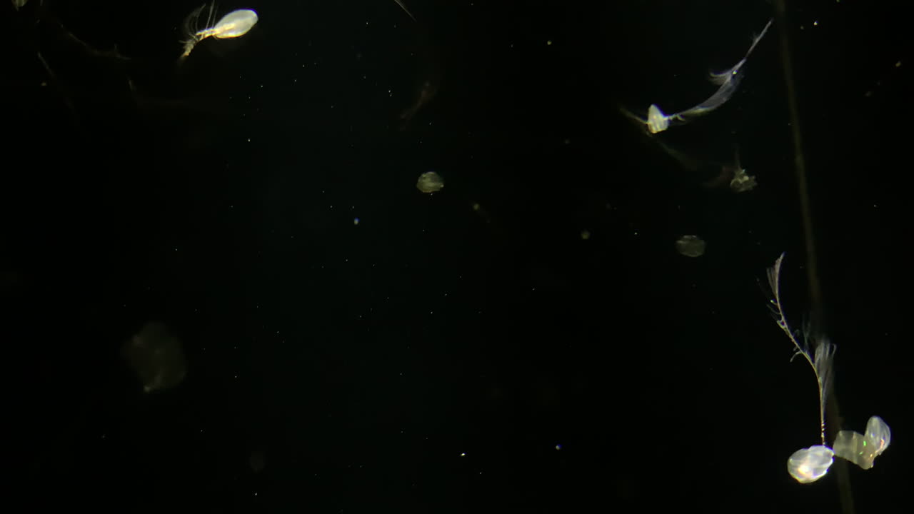 해파리 - mertensia ovum - 일본 카몬 수족관의 이상한 해파리