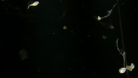 medusas - óvulo de mertensia - medusas extrañas en el acuario de kamon, japón