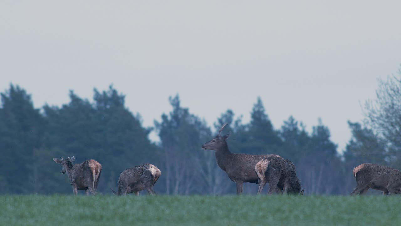 En flok vilde hjorte fouragerer på en afgrødemark i skumringen efter solnedgang.
