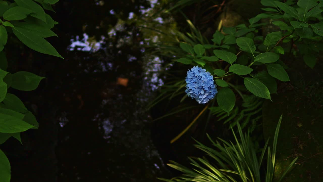 Stunning 4K footage of tranquil beauty of Hydrangea