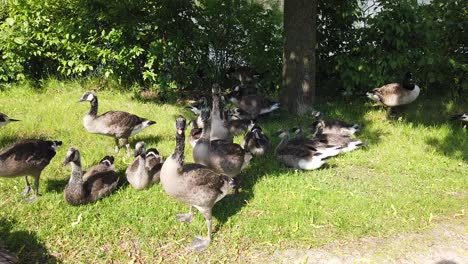 closeup of baby canada geese