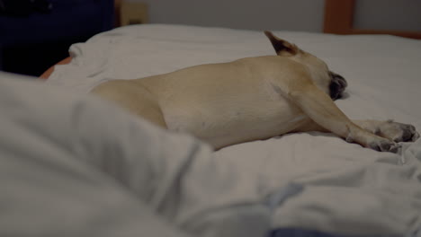 tired french bulldog sleeps on bedded bed - dog rests in side position - stretched out