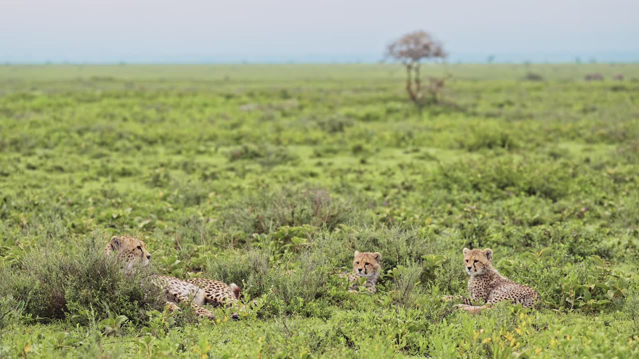 Cheetah Mother and Two Cubs in Africa Lying on Grass in Serengeti National Park, Pair of Two Cheetahs in the Wild in Tanzania in Africa Plains on African Wildlife Safari Animals Game Drive