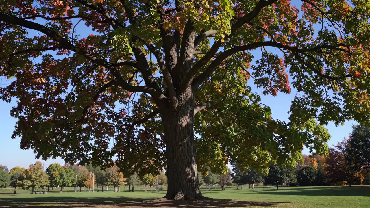 A majestic tree in a park, captured from a low-angle, showcasing vibrant autumn leaves