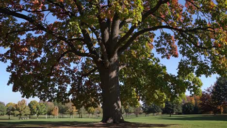 a majestic tree in a park, captured from a low-angle, showcasing vibrant autumn leaves