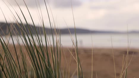 grass swaying near a beach shoreline