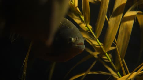 Chromis-Chromis-Escondido-Entre-La-Vegetación-Marina