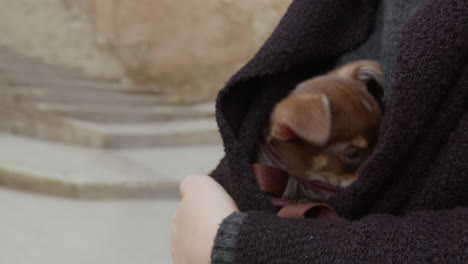 adorable little chihuahua in a pocket