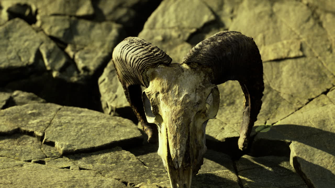 Ram skull on rugged rocks in a desolate natural landscape