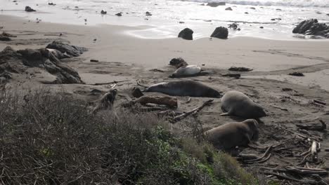 gimbal wide panning shot of elephant seal bulls relaxing on the beach during breeding season at piedras blancas, california. 4k