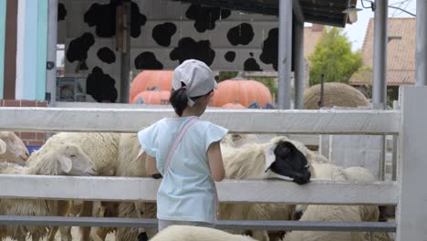 La-Niña-Turista-Está-Alimentando-Ovejas-Mientras-Está-De-Vacaciones