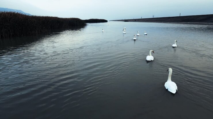 Flock of swans and a duck swimming on a river covered in reed and cattail