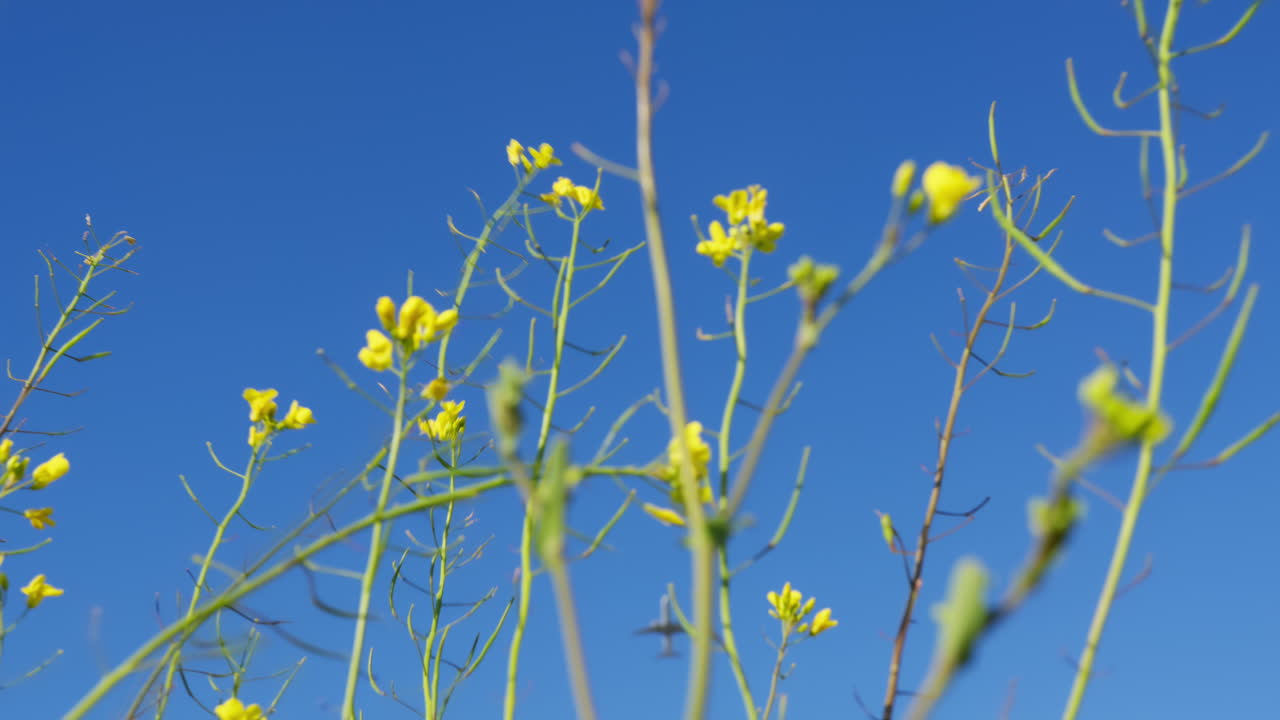 노란색 겨자 꽃과 파란 하늘에 있는 비행기