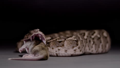 puff adder eating a mouser on black background snake nature documentary