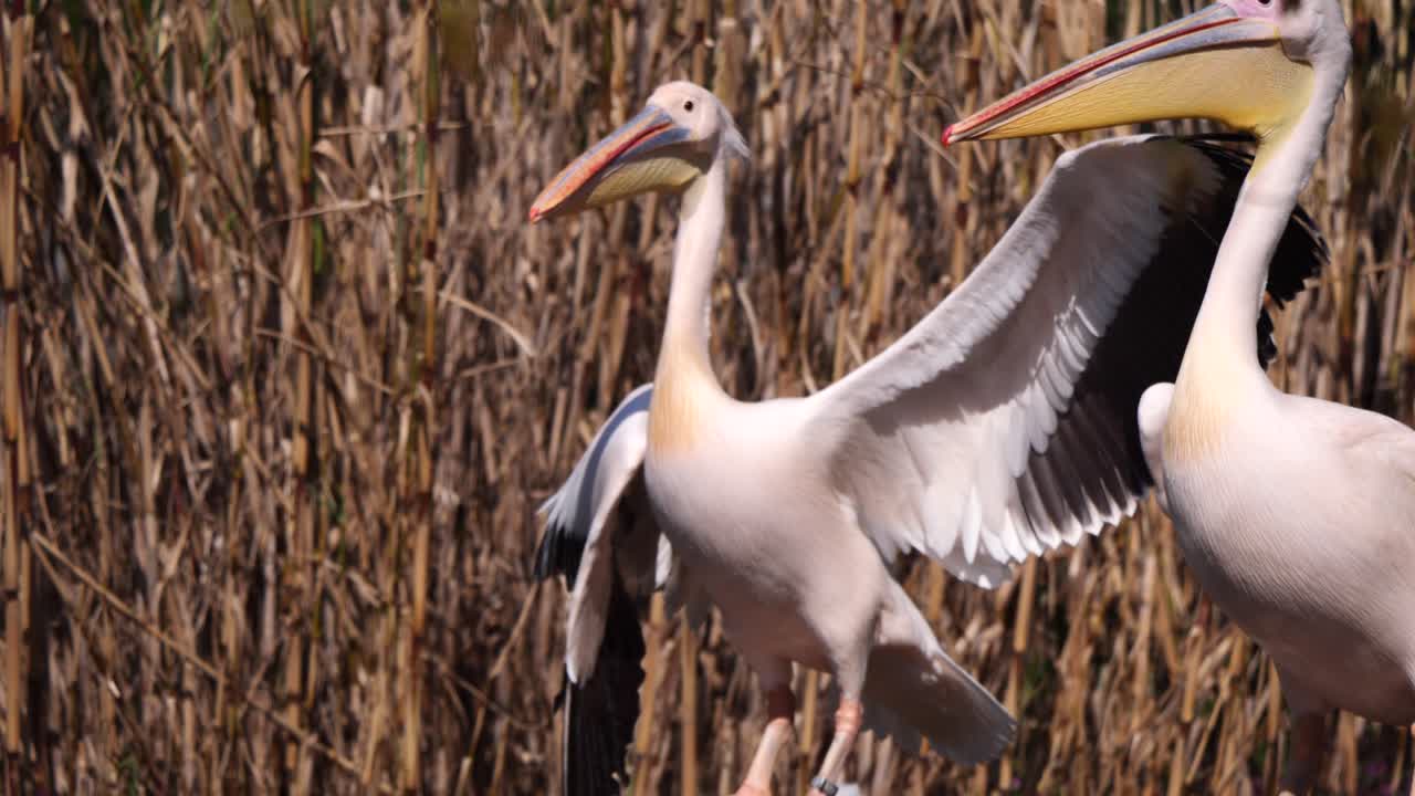 Plan au ralenti d'un pélican sauvage battant des ailes en extérieur par une journée ensoleillée.