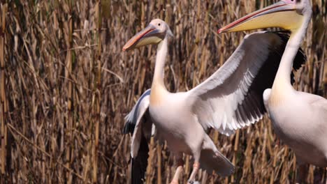 Slow-motion-shot-of-wild-Pelican-beating-wings-outdoors-during-sunny-day