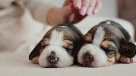 Der-Besitzer-Streichelt-Zwei-Kleine,-Noch-Blinde-Beagle-Welpen