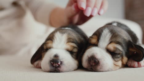 the owner strokes two small still blind beagle puppies