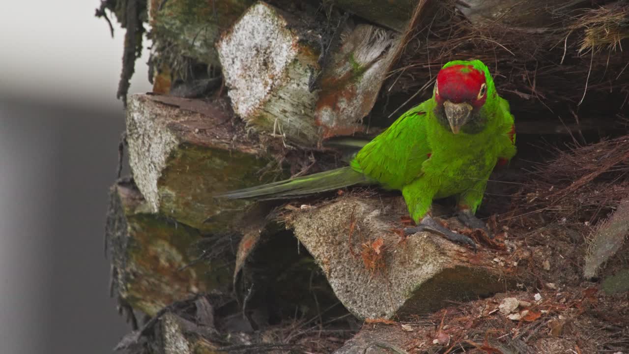 Green parrot perched on a palm tree in Miraflores, Lima, Peru