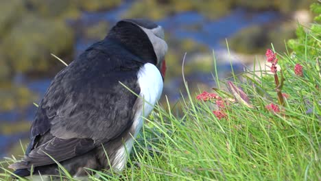 Bonito-Primer-Plano-De-Un-Lindo-Frailecillo-Posando-En-La-Costa-De-Islandia,-Cerca-De-Latrabjarg-12