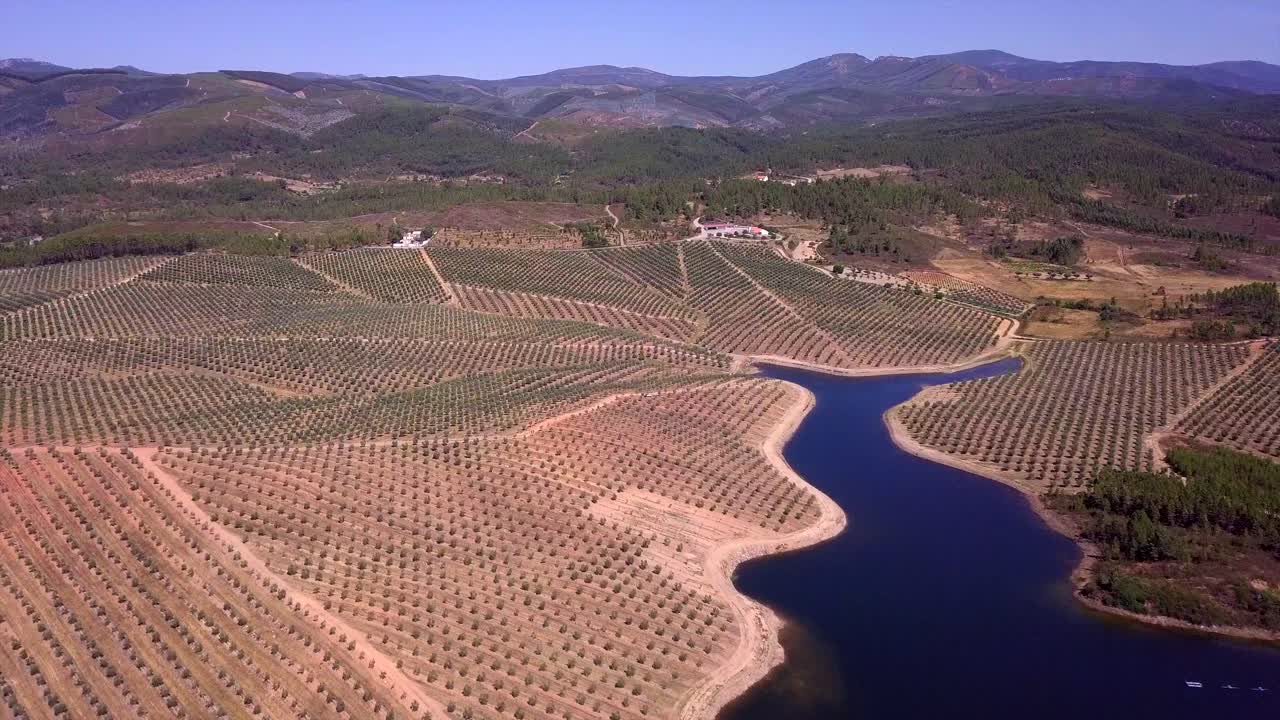 Riprese aeree con drone di ulivi
