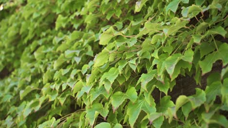 dense green leaves of grapevine in a farmland