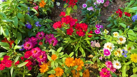 colorful flowers blooming in a lush garden