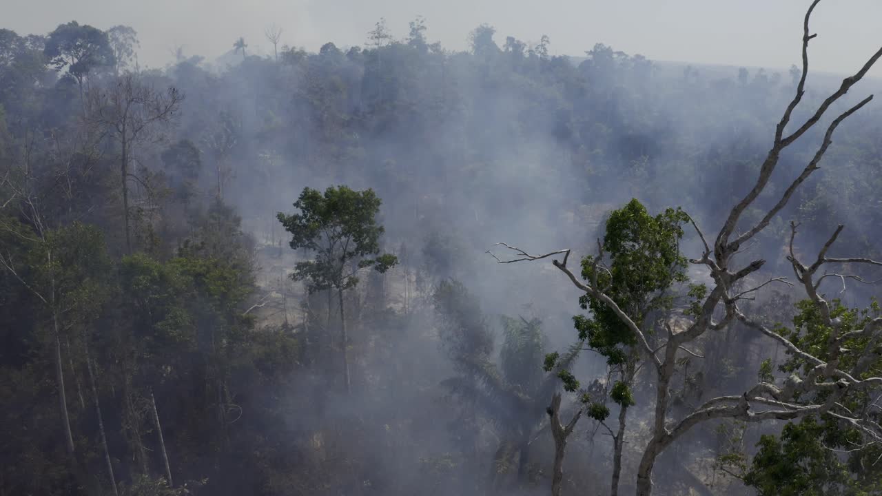 화재, 가뭄, 기후 변화, 지구 온난화 및 삼림 벌채가 아마존 열대 우림을 파괴하기 위해 충돌합니다 - 공중 비행