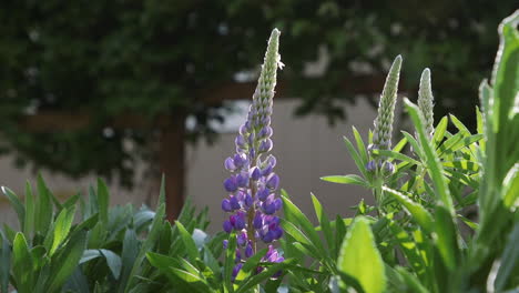 紫色花朵 (lupine flower) 紫色花束 (purple lupine) 是世界上第一朵紫色的花朵這一朵花束的顏色是紫色