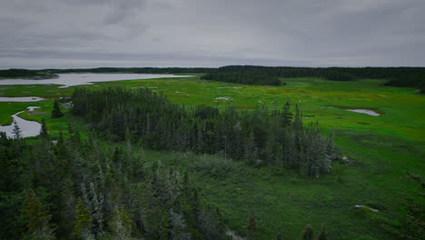 aerial view flying over green salt marsh with spruce trees in foreground