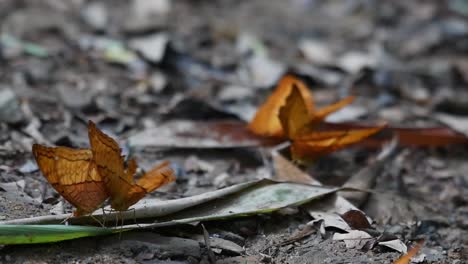 Alas-Rotas,-Rajah-Amarillo,-Charaxes-Marmax,-Mariposas-Que-Se-Aparean-En-El-Suelo-Del-Bosque-De-Su-Hábitat-Natural,-En-Tailandia,-El-Sudeste-De-Asia