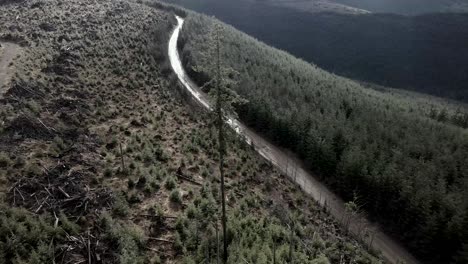 orbiting a lone evergreen tree standing in a recently clear cut area, aerial