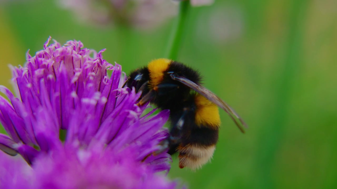 Hommel verzamelt nectar van een paarse bieslookbloem. Zachte focus benadrukt het pluizige lichaam en de vleugels van het insect. Groene grasachtergrond geeft een natuurlijk tuingevoel. Ideaal voor natuur, landbouw