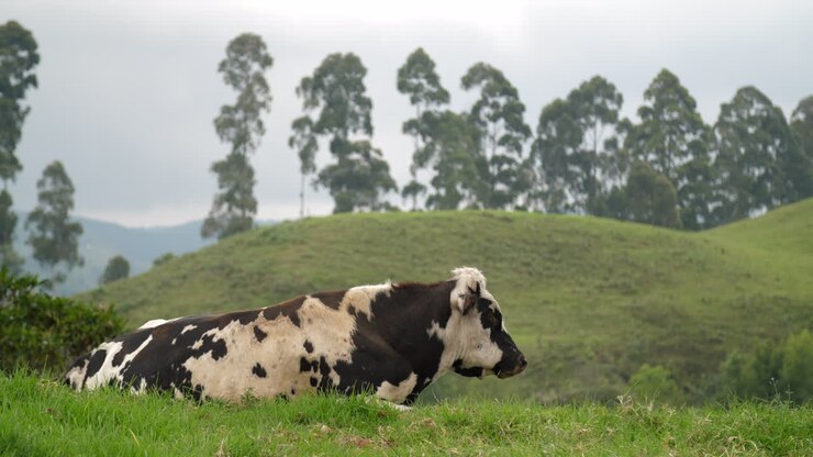 Cow Laying Down Eating with Countryside View behind her Slow Motion