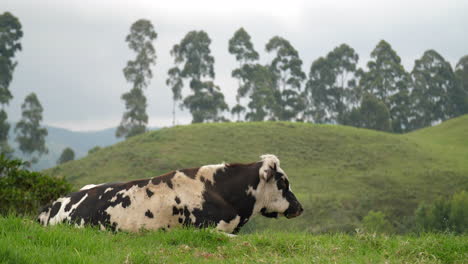 vaca acostada comiendo con vista al campo detrás de su cámara lenta