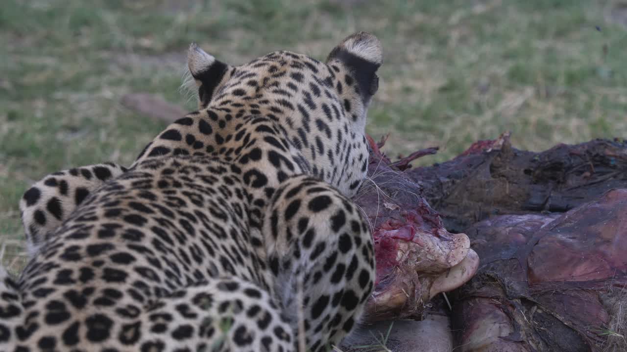 sobre los hombros de un leopardo como devorando un antílope, parte superior de la cadena alimenticia