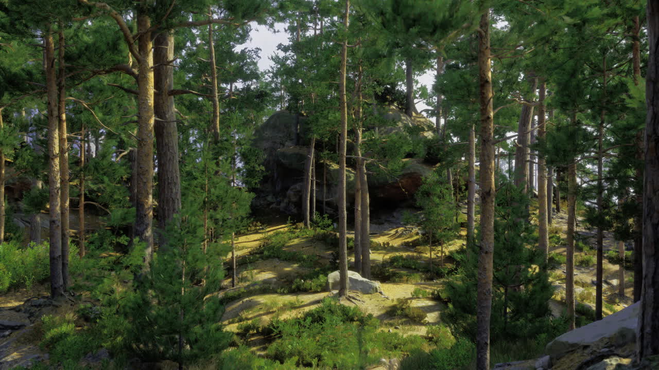 Lush forest scenery with sunlight filtering through tall trees
