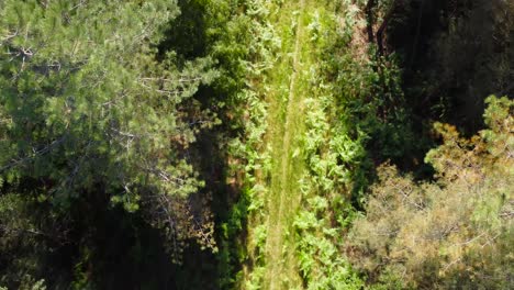 Aerial-footage-of-a-pathway-over-surrounded-by-spring-forest-in-Norfolk,-UK-at-daytime