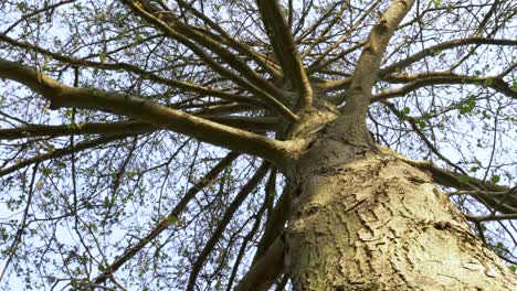 Slow slide back looking up at tree trunk with many branches in Peak District National Park