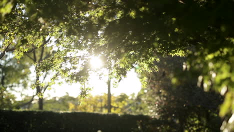 Low-lying-sun-flare-through-green-foliage-of-maple-tree