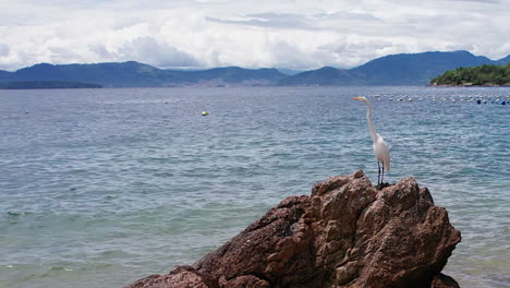 Profilporträt-Eines-Silberreihers-Auf-Einem-Küstenfelsen-Am-Brasilianischen-Strand