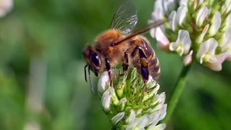 a european dark bee getting pollens on the nectars of white clover plant on a bright sunny day- macro